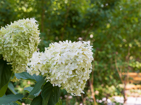 Top Easy Plants for Beginner Gardeners - Simply Trees