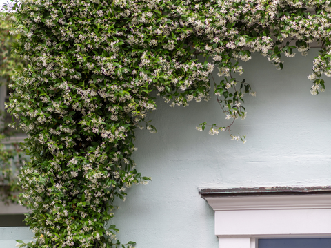 Discover the Best Climbing Vines for Landscaping