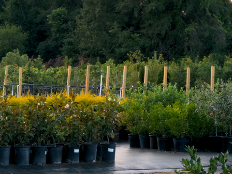 Texas-Grown Trees, Family-Run Service, Shipped Nationwide