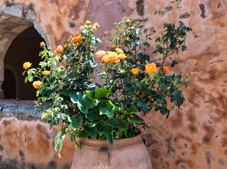 Grow Rose in Container: Thriving Tips - Simply Trees