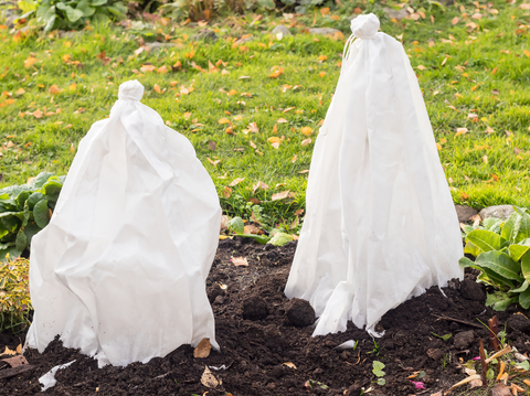 How to Protect Plants From Frost: Easy Tips & Tricks