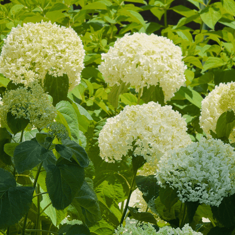 Privacy Trees, Flowering Shrubs, Citrus Trees and more on Sale