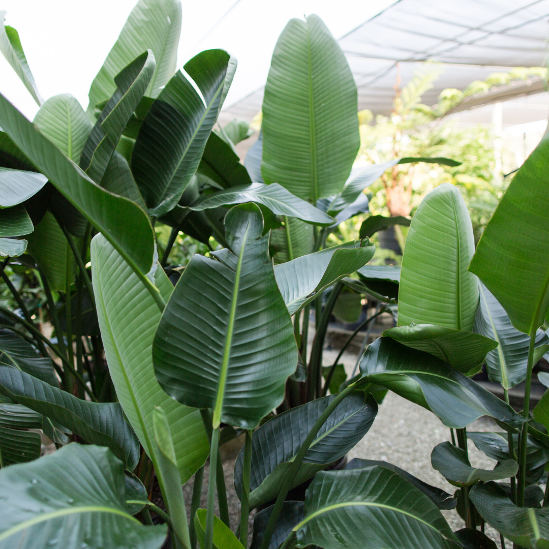 Tall Indoor House Plants & Trees  Simply Trees