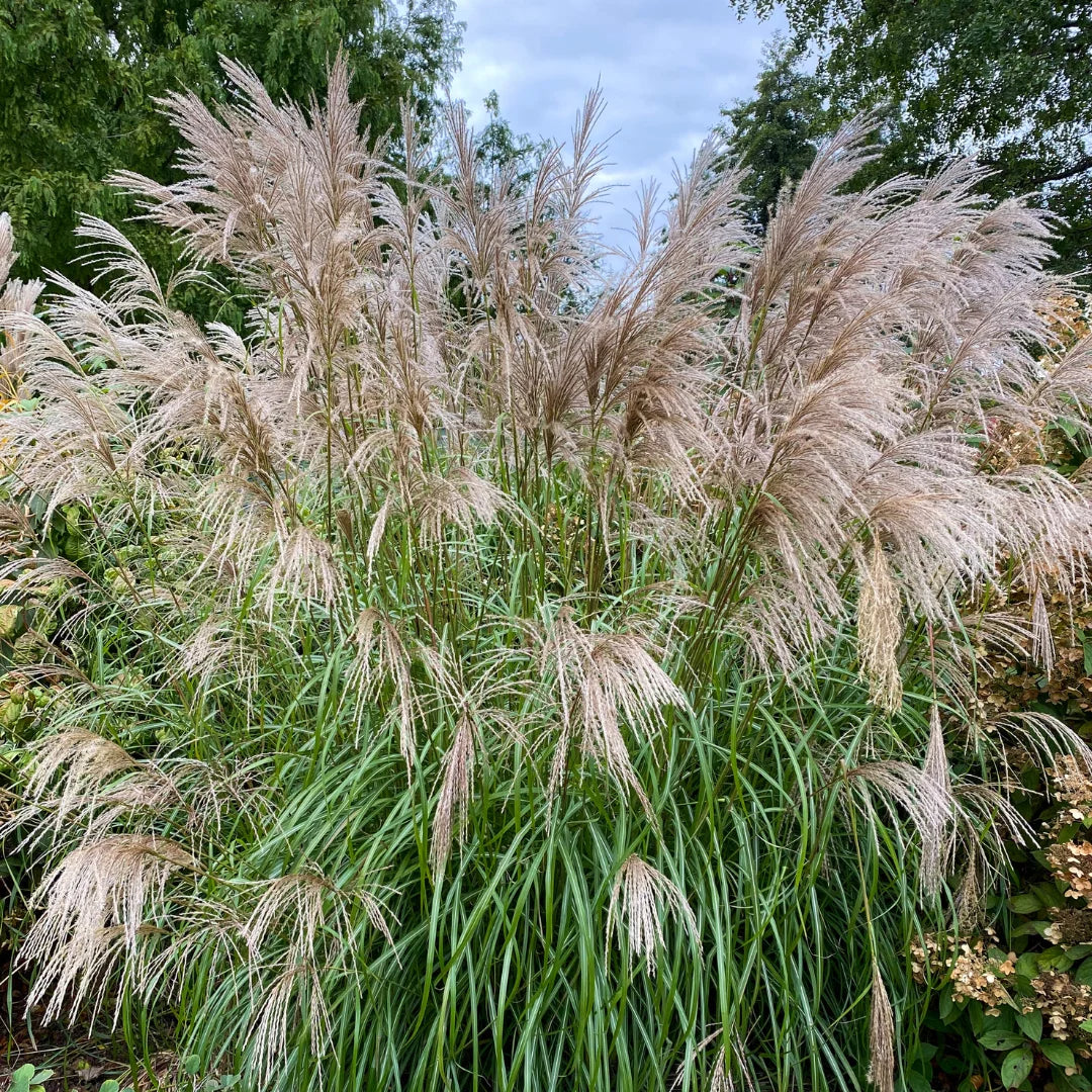 maiden grass plant Adagio Maiden Grass | Compact Ornamental Grass with Soft Plumes