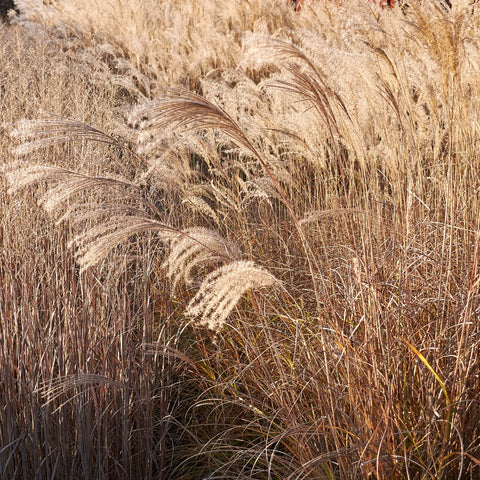 Adagio Maiden Grass