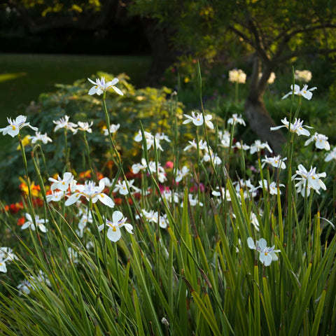 African Iris