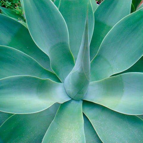 Agave Blue Flame