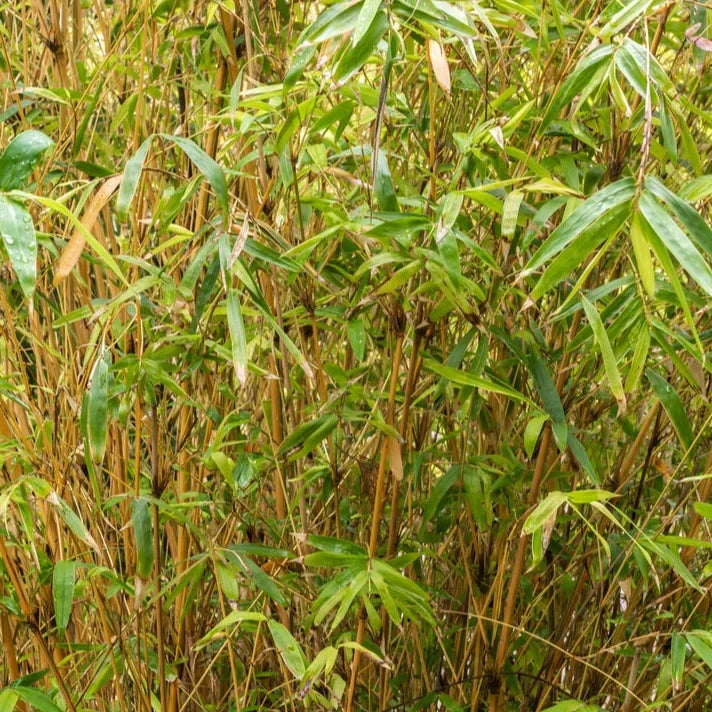 Multiplex Bamboo | 5 gallon