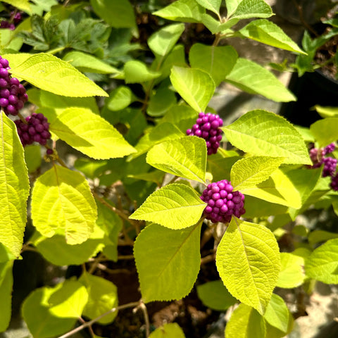 American Beautyberry