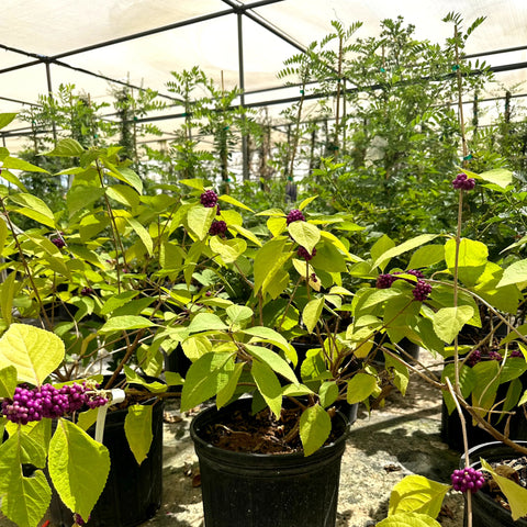 American Beautyberry