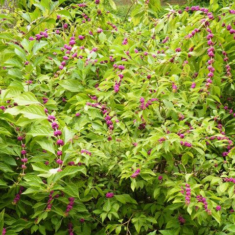 American Beautyberry