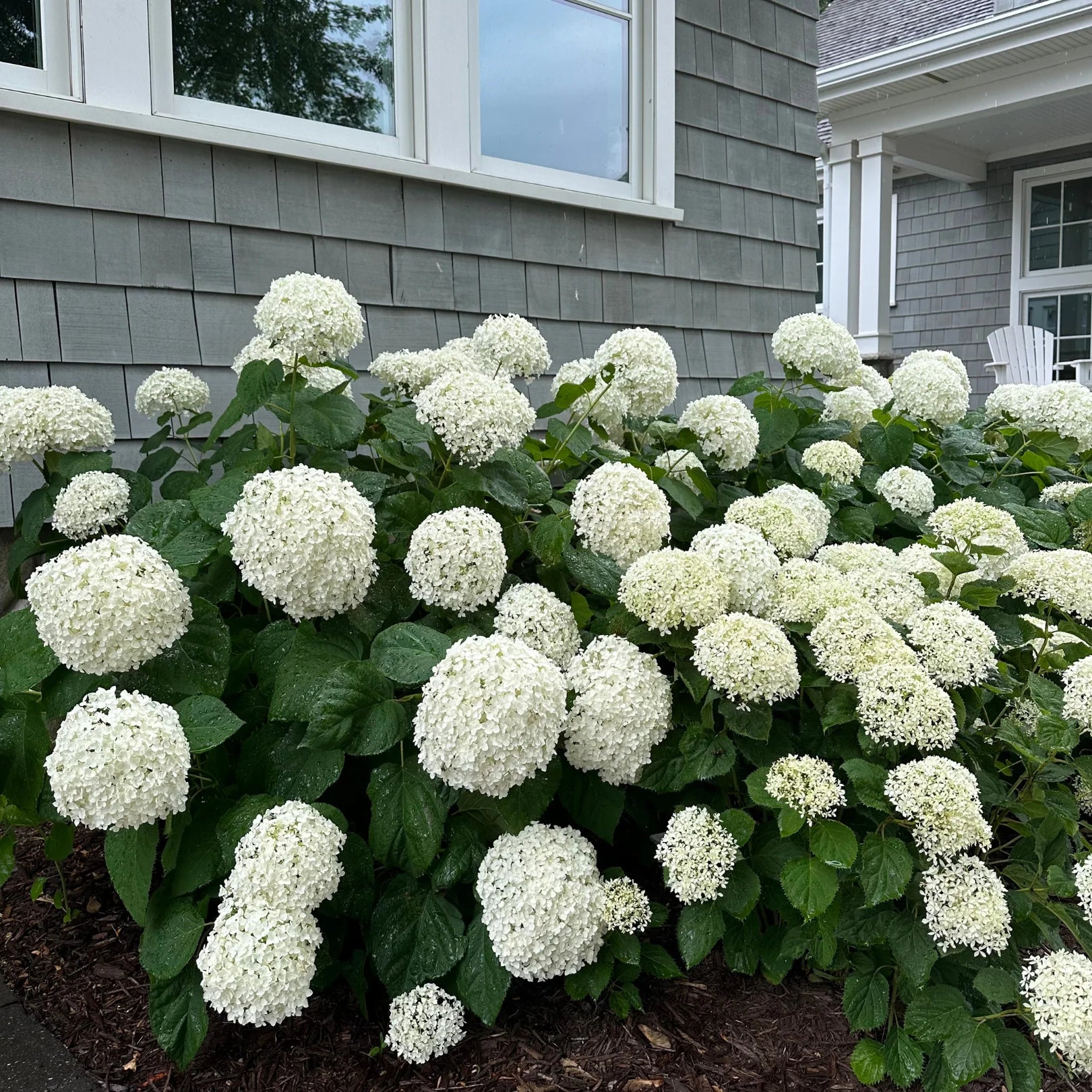 is hydrangea a house plant Annabelle Hydrangea