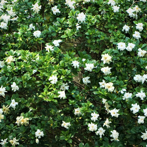 August Beauty Gardenia