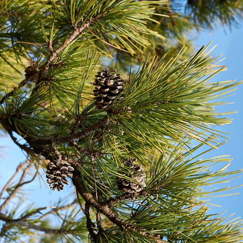 Austrian Pine Tree