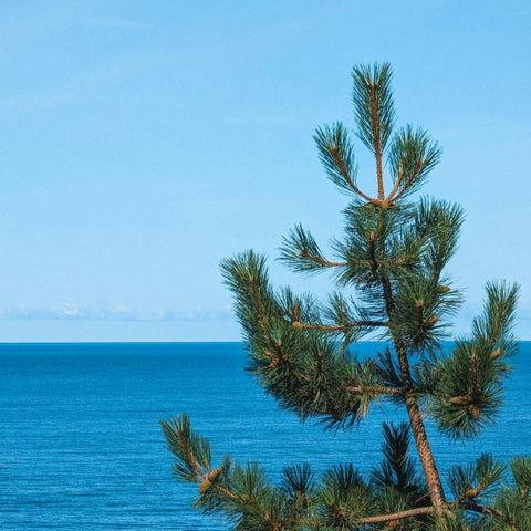 Austrian Pine Tree