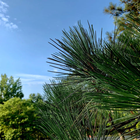 Austrian Pine Tree