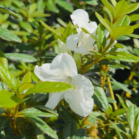 Autumn Angel® Azalea