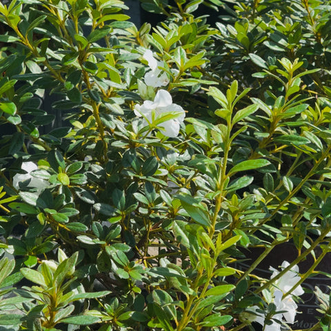 Autumn Angel® Azalea