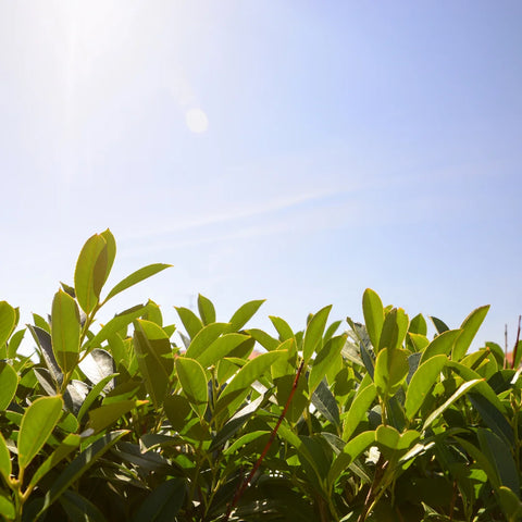 Bay Laurel Shrub