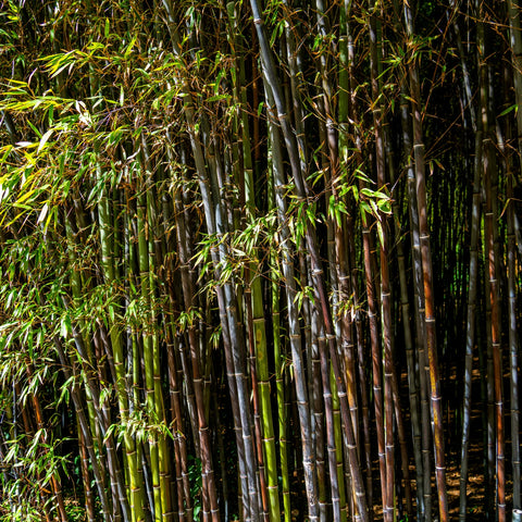 Black Bamboo