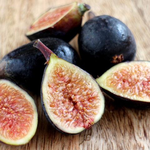 Black Mission Fig Tree