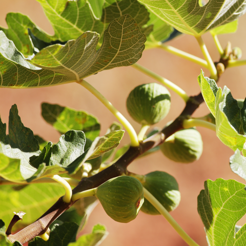Black Mission Fig Tree