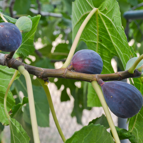 Black Mission Fig Tree