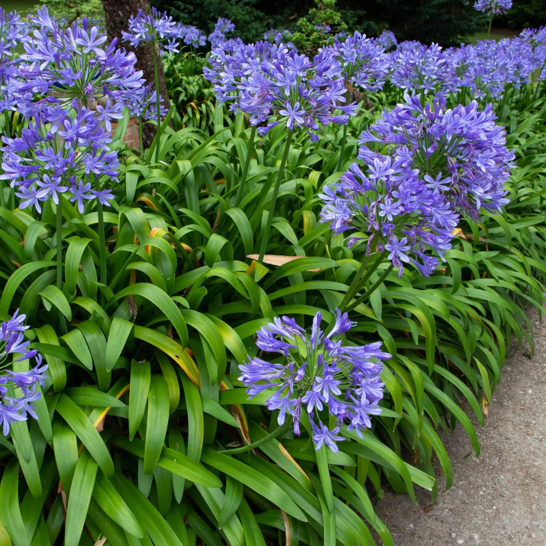 blue african lily flower Blue Lily of the Nile