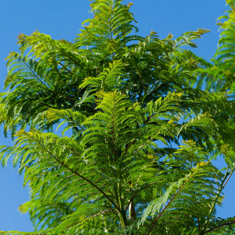 Bonsai Blue Jacaranda