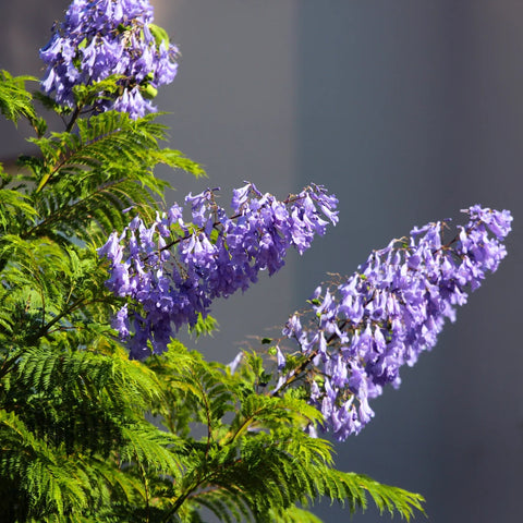 Bonsai Blue Jacaranda