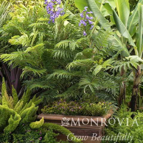Bonsai Blue Jacaranda