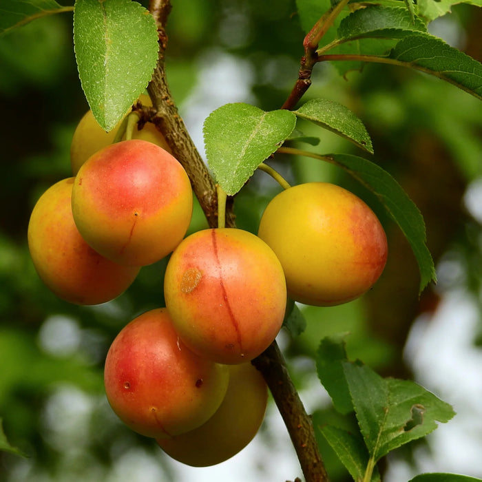 Bruce Plum Tree