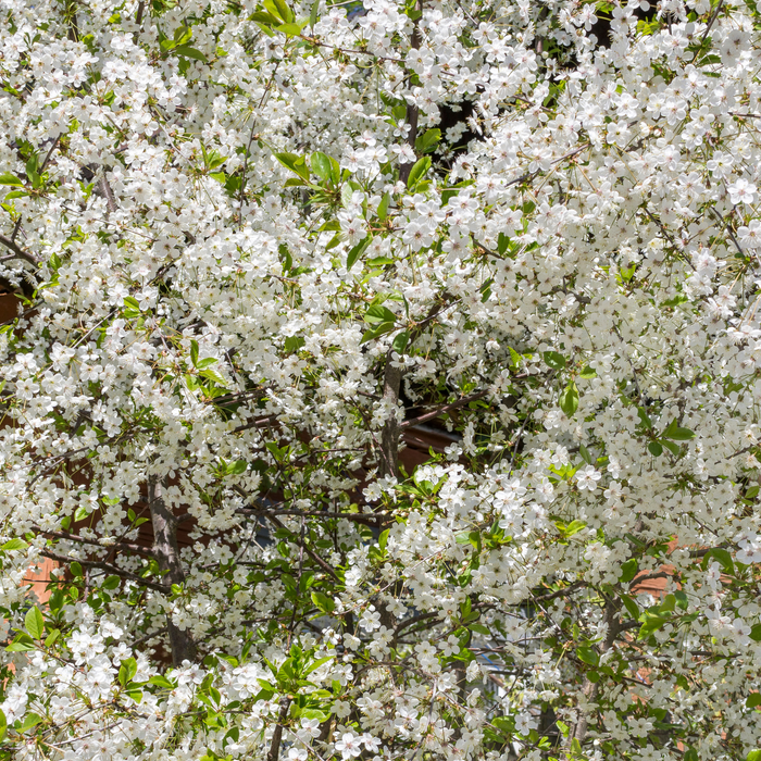 Bruce Plum Tree