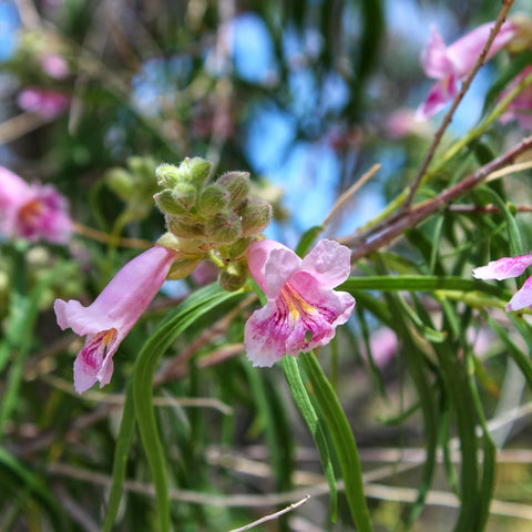 Bubba Desert Willow