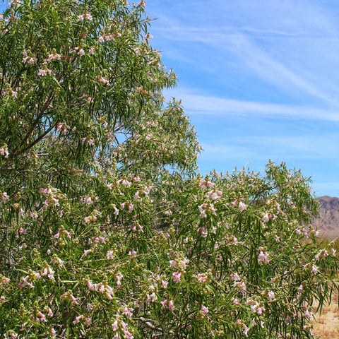 Bubba Desert Willow