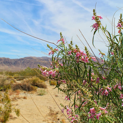 Bubba Desert Willow
