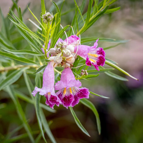 Bubba Desert Willow