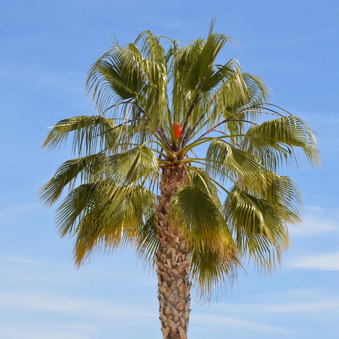 tall palm leaf plant Drought Tolerant California Fan Palm for Sale