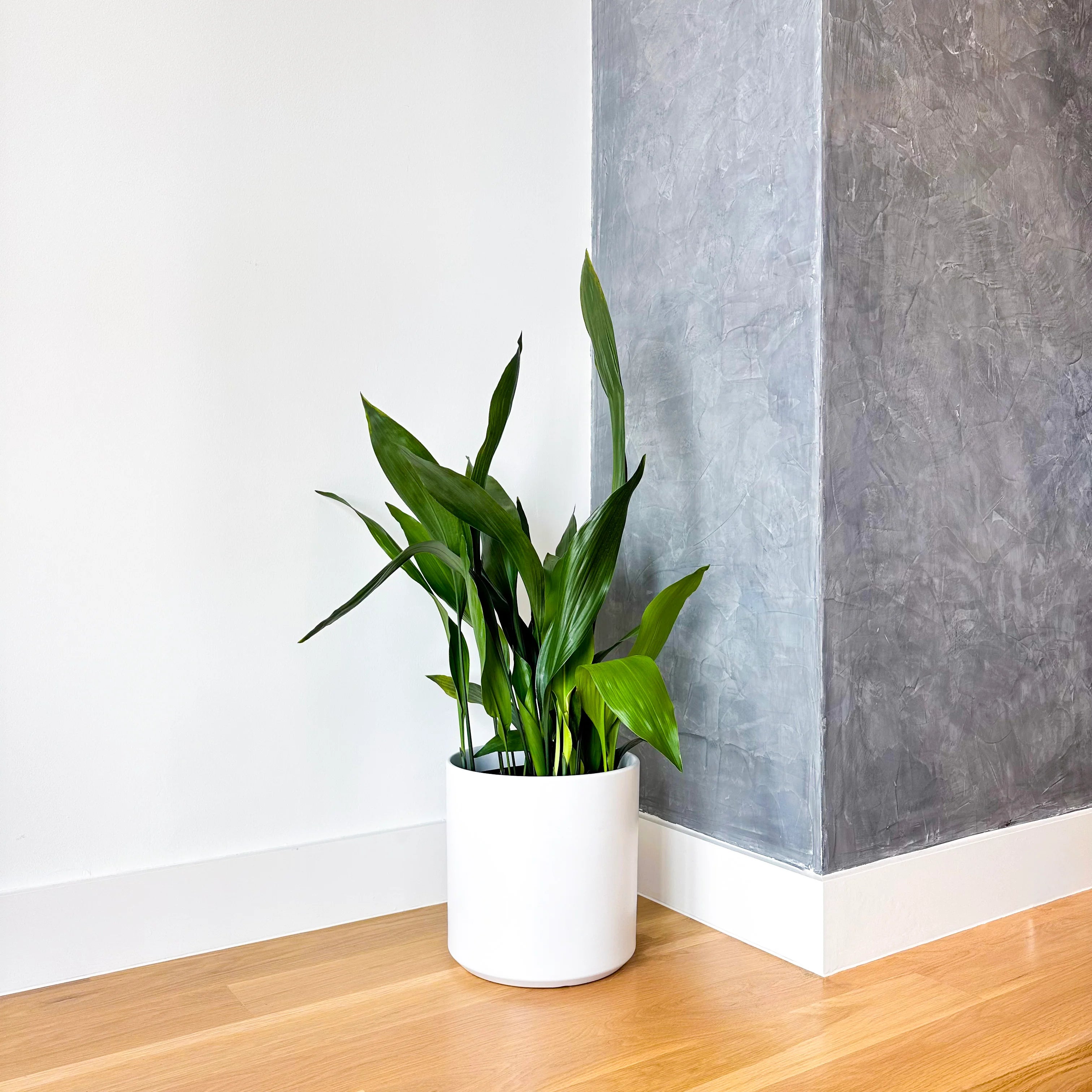 cast iron plant in pot Cast Iron Plant