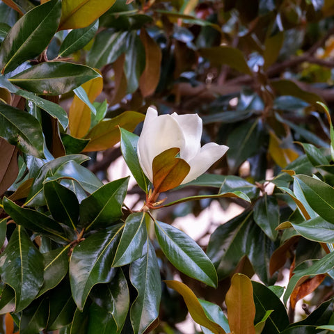 Claudia Wannamaker Southern Magnolia