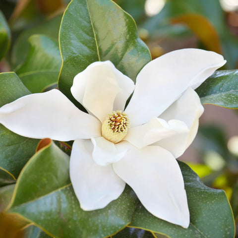 Claudia Wannamaker Southern Magnolia