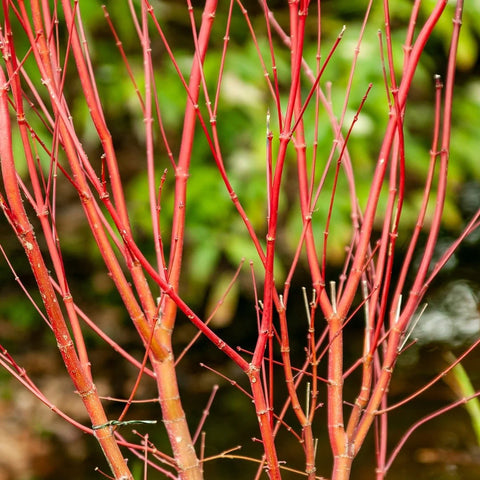 Coral Bark Japanese Maple