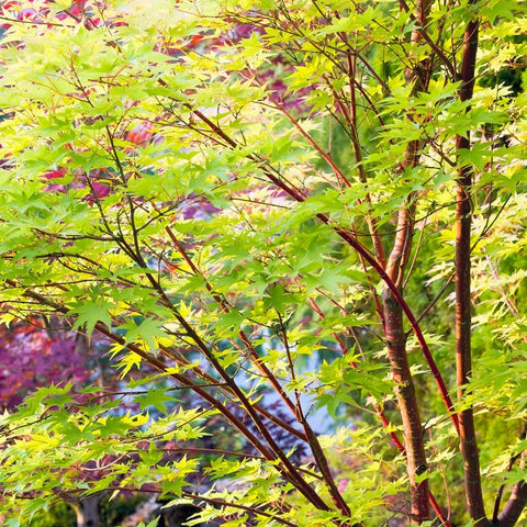 Coral Bark Japanese Maple