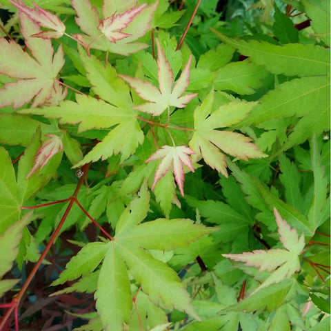 Coral Bark Japanese Maple