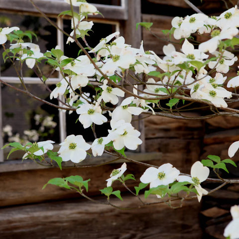 White Dogwood