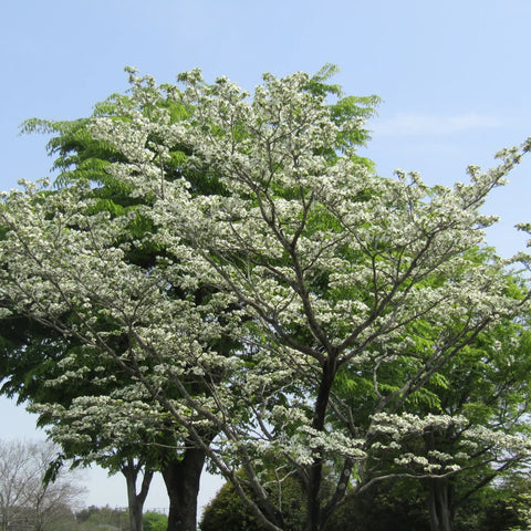 White Dogwood