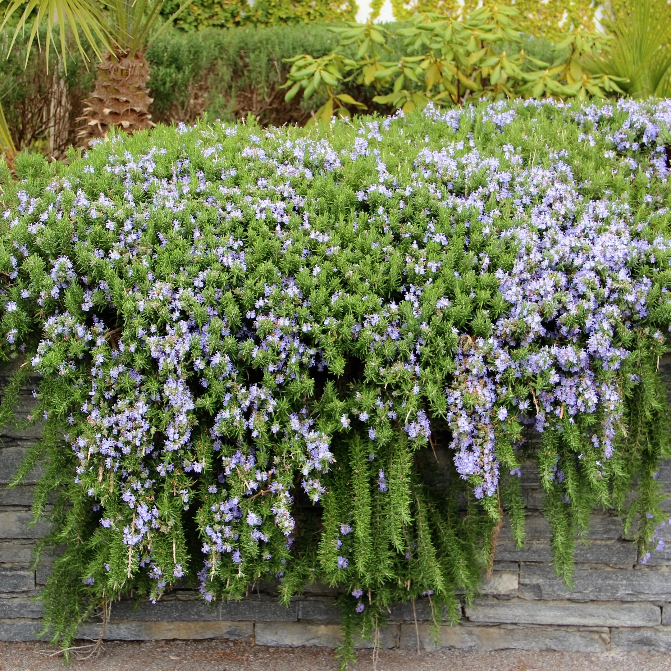 hanging rosemary plants Creeping Rosemary