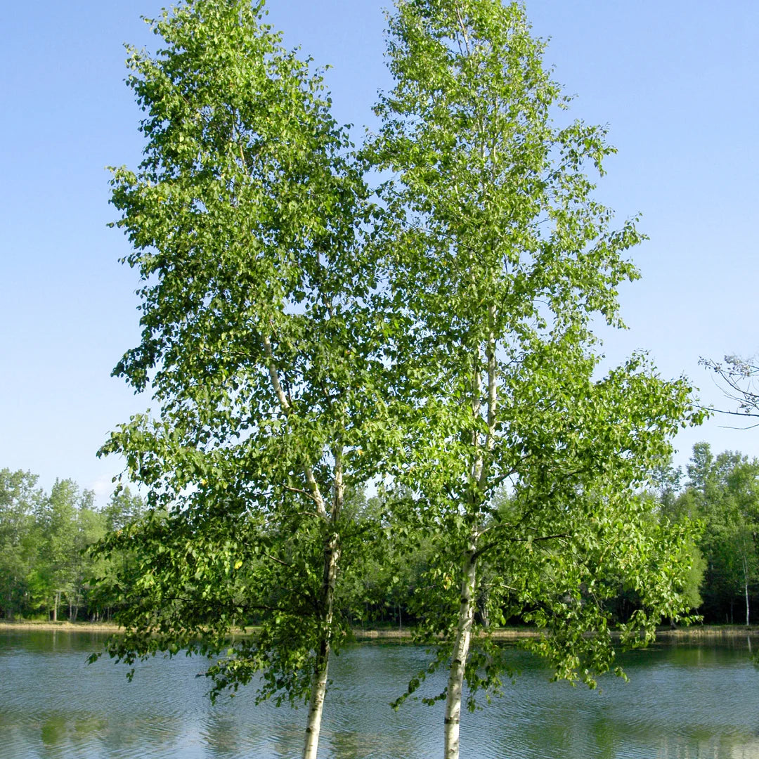 Dakota Pinnacle Birch Tree | Columnar White Birch Tree 6-7 ft