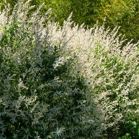 Dappled Willow Shrub