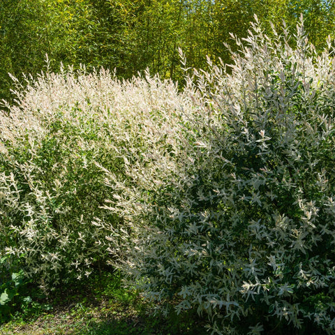 Dappled Willow Shrub